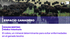 Román Bertino - Médico veterinario