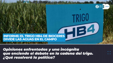 Informe - El trigo Hb4 de Bioceres divide las aguas en el campo