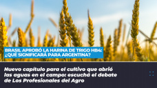 Brasil aprobó la harina de trigo Hb4 - ¿Qué significará para Argentina?