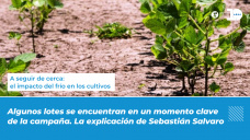 A seguir de cerca: el impacto del frío en los cultivos