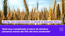 ¿El trigo está comprometido? La mirada de Sebastián Salvaro 