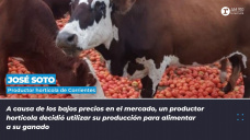 José Soto - Productor horticola