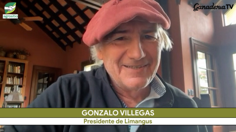 Me "enamoré" de los Limangus por su alta eficiencia productiva y calidad carnicera; con G. Villegas ...