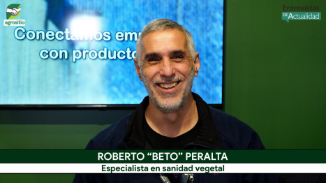 Beto Peralta advierte: presión inusual de chicharrita en Maíz desde agosto en zonas de Córdoba y San...
