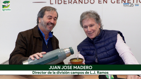 Relación "vaca - tierra": ¿Es este el mejor momento para vender ganado y comprar campo?