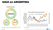 Maíz: ¿Se sembrará todo el Maíz proyectado 25/26?; con Lorena D´Angelo - Clínica de Granos