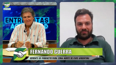 ¿Qué híbridos de Maíz se están bancando mejor a La Niña?; con Fernando Guerra - agrónomo KWS