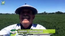 Produciendo 48 rollos de alfalfa / Ha de 540 Kg con riego por canales en Crdoba; con Gabriel Caramelino - productor