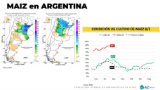 Se viene mucho Maíz 25/26, ¿y si vendemos?; con Lorena D´ Angelo - Clínica de Granos
