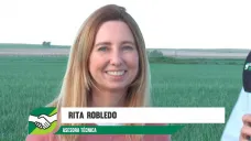 La roya no precisa lluvia, solo con viento y el rocío le alcanza para dispersarse; con R. Robledo