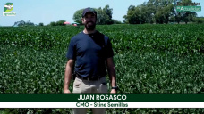 Safari STINE: genética de alto potencial en Maíz y Soja frente a 350 productores; con Juan Rosasco - agrónomo