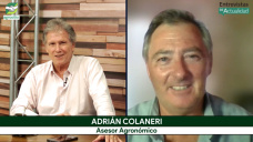 Con agua en febrero, el Maíz y la Soja apuntan a rindes muy altos; con A. Colaneri - agrónomo