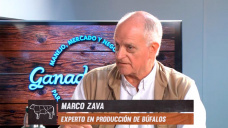 El Bfalo como oportunidad ganadera eficiente en zonas submarginales; con Marco Zava 