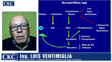 Luis Ventimiglia y los promotores de crecimiento como aporte a la fertilidad y al rinde del Trigo