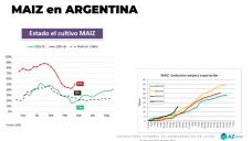 Maiz: Las lluvias retrasan la cosecha y la baja de precios; con Lorena D´ Angelo - Clínica de Granos