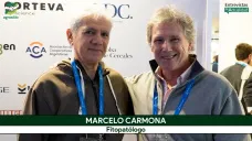 Trigo 2026/27: Carmona el fitopatólogo advierte más presión de enfermedades con El Niño