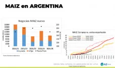 Maíz: Con el regreso de la cosecha, los precios pueden bajar; con Lorena D´Angelo - Clínica de Granos