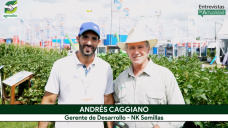 El salto en genética de Semillas en Soja, Maíz y Girasol; con Andrés Caggiano - desarrollo NK
