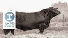 Horacio y Johny Gutierrez - históricos criadores de Angus