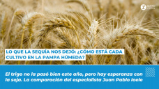 Lo que la sequía nos dejó: ¿Cómo está cada cultivo en la Pampa Húmeda?
