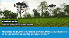 Fabián Labán, productor tealero de San Vicente, Misiones.