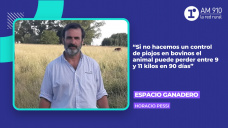 Espacio Ganadero: Piojos en bovinos – Horacio Pessi