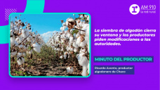 Minuto del productor: Ricardo Avonto, algodonero de Chaco