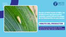 Minuto del productor: El impacto de la chicharrita