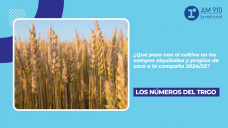 Los números del trigo: ¿Qué pasa con el cultivo en los campos alquilados y propios de cara a la campaña 2024/25?