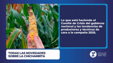 Todas las novedades sobre la chicharrita