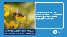 La importancia de las abejas en la agricultura – por Cecilia Vignau