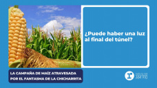 La campaña de maíz atravesada por el fantasma de la chicharrita