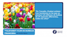 Tulipanes: flor de burbuja financiera - por Cecilia Vignau