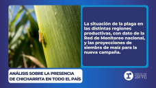 Análisis sobre la presencia de chicharrita en todo el país
