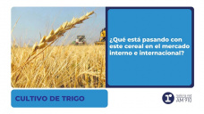 Cultivo de trigo