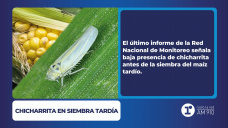 Chicharrita en siembra tardía