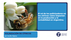 Polinización de cítricos – Por Cecilia Vignau