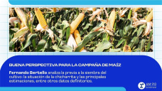 Buena perspectiva para la campaña de maíz