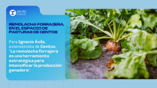 Remolacha forrajera, en el Espacio de Pasturas de Gentos