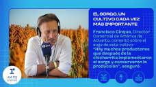 El sorgo, un cultivo cada vez más importante