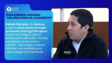 Ganadería vacuna: 