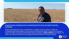 Papas sin cosechar. Radiografía de un sector en crisis.