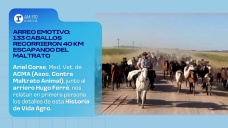 Arreo emotivo: 133 caballos recorrieron 40 km escapando del maltrato