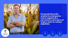 Fernando Bertello analiza los márgenes entre negativos y cercanos a cero para el trigo y maíz en campo alquilado.