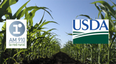 Editorial Lunes 18-05-2015 - ¿Cómo quedan los precios del Maíz después del informe del USDA?
