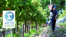 Micro Agropecuario: El impacto de la devaluacin y la baja de los reintegros en la vitivinicultura