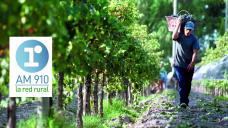 Micro Agropecuario: “El impacto de la devaluación y la baja de los reintegros en la vitivinicultura”