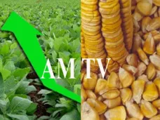 AM TV: La demora de la trilla de maíz en EE.UU. mantiene los precios del cereal en alza. La soja, firme en el mercado local