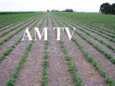 AM TV: Bajas leves en CBOT por una toma de ganancias tras alcanzar niveles máximos de valores. El clima en Argentina