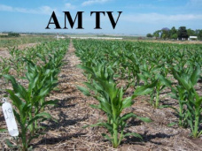 AM TV: Las finanzas y el clima alientan a los granos. Mejoraron los valores del maíz nuevo: U$S 120